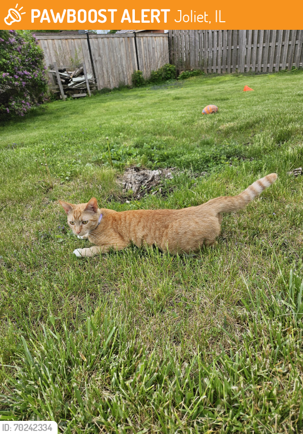 Joliet, IL Stray Cat Found Near Richmond st | PawBoost