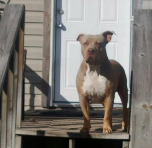 Lost Male Dog last seen Laurel, Middleburg, FL 32068