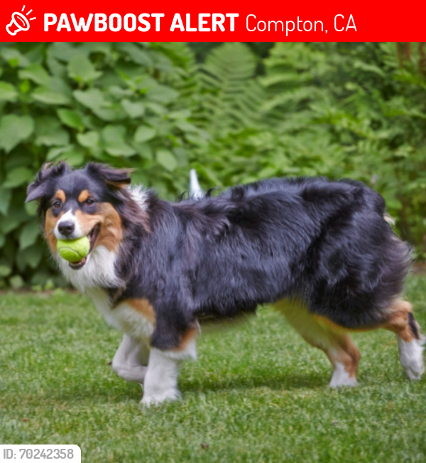 Lost Male Dog last seen Aranbe and wayside st, Compton, CA 90222