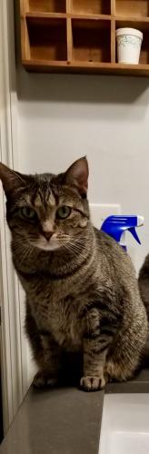 Lost Female Cat last seen Pepperhill/montavesta , Lexington, KY 40502