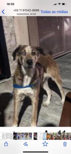 Lost Male Dog last seen Luís Góis , ascendino  Reis . av11 de junho, Planalto Paulista, SP 04057-000