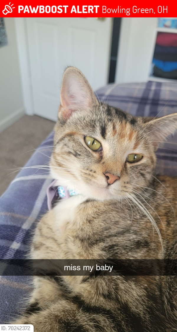 Lost Female Cat last seen copper beach bowling green, Bowling Green, OH 43402