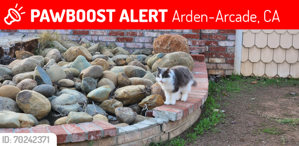 Lost Female Cat last seen Watt and arden, Arden-Arcade, CA 95864