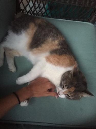 Lost Female Cat last seen Kennington and Course View, Spring, TX 77389