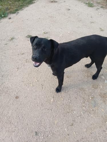 Lost Male Dog last seen Olive Dell Nudist Ranch, Colton, CA 92324