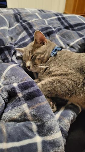 Lost Male Cat last seen copper beach bowling green, Bowling Green, OH 43402