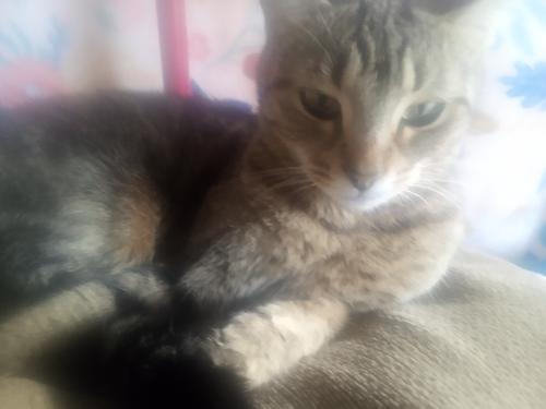 Lost Female Cat last seen Pembroke Park  , McDonough, GA 30253
