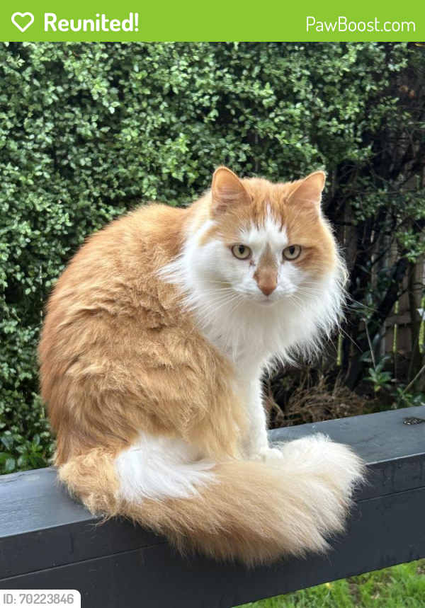 Reunited Male Cat last seen Strickland and  MacGregor , Deakin, ACT 2600