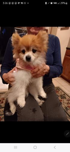 Lost Female Dog last seen Between Wilson and Gohl east of Fort St., Lincoln Park, MI 48146