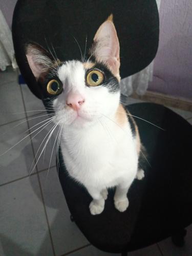 Lost Female Cat last seen Perto do módulo (campo de futebol), Sangão, SC 88717-000