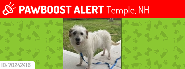 Lost Female Dog last seen Near Webster Hwy Temple, NH 03084, Temple, NH 03084