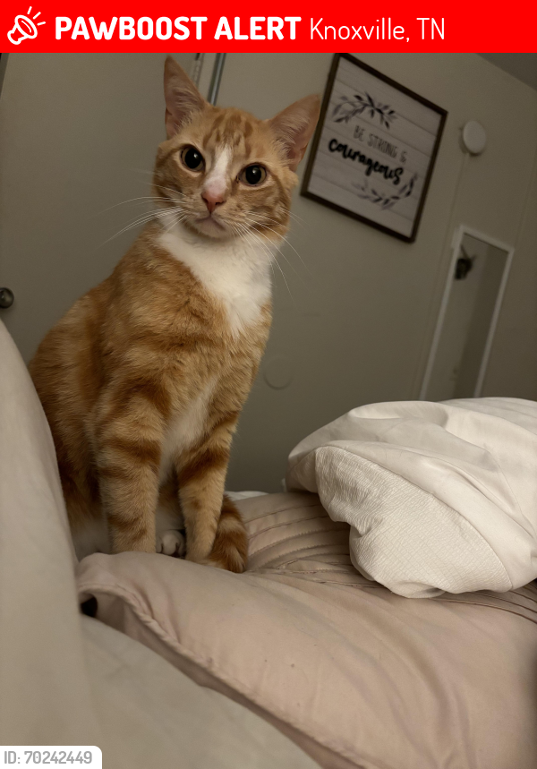 Lost Male Cat last seen Fountain city-Central High School, Knoxville, TN 37918