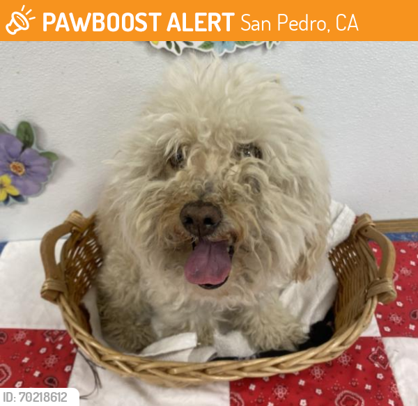 Shelter Stray Male Dog last seen , San Pedro, CA 90731