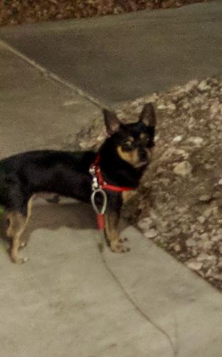 Lost Male Dog last seen wynn and twain, Las Vegas, NV 89103