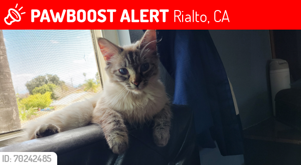 Lost Female Cat last seen Near n lamarr st, Rialto, CA 92376