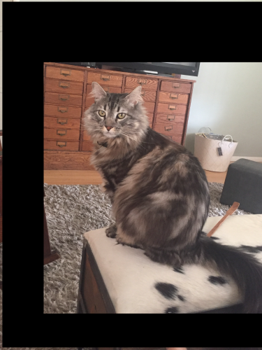 Lost Male Cat last seen Myrtle and Olive between 60th and 61st, Long Beach, CA 90805