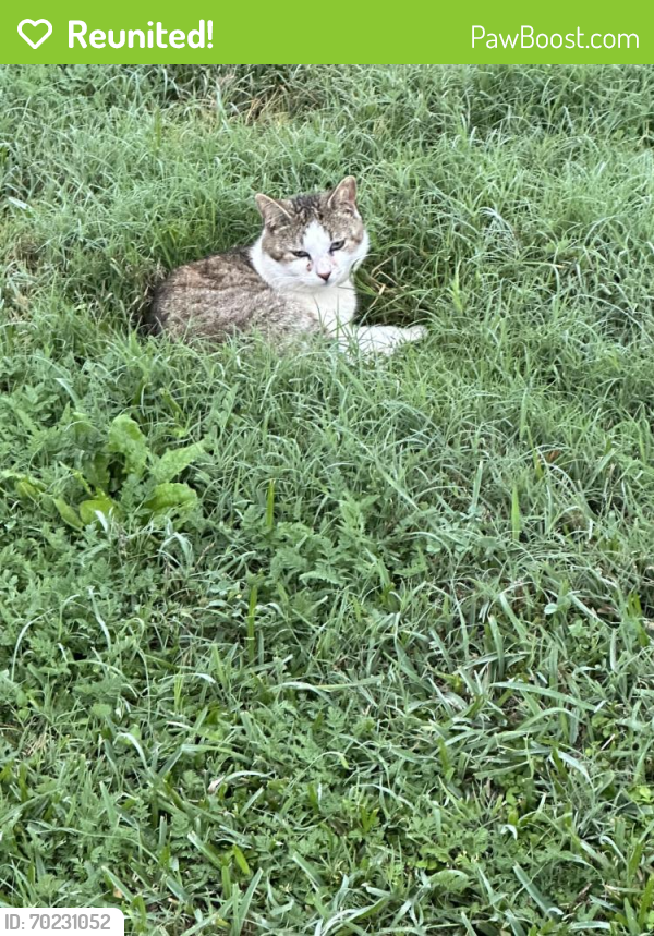 Reunited Male Cat last seen Colony apmts , Corpus Christi, TX 78411