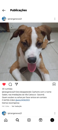 Lost Male Dog last seen Juntas provisória , Ipiranga, SP 04215-000