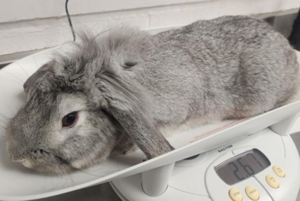 Shelter Stray Male Rabbit last seen Oakland, CA , Oakland, CA 94601