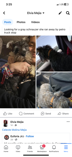 Lost Female Dog last seen Petro truck stop, El Paso, TX 79927