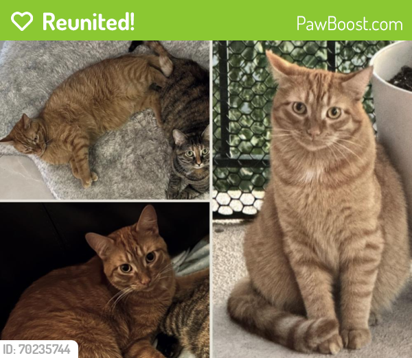 Reunited Male Cat last seen Lake Run condominiums, Prospect Heights, IL 60070