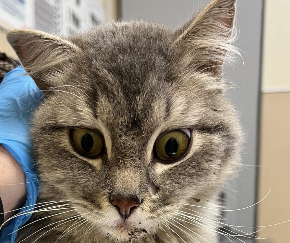 Shelter Stray Male Cat last seen Near N Little Drive, COLBERT, WA, 99005, Spokane, WA 99212