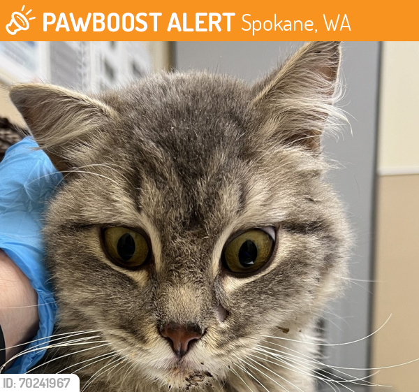 Shelter Stray Male Cat last seen Near N Little Drive, COLBERT, WA, 99005, Spokane, WA 99212
