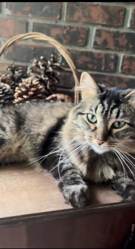 Lost Female Cat last seen Bells Ferry Rd Fire Station, Kennesaw, GA 30144