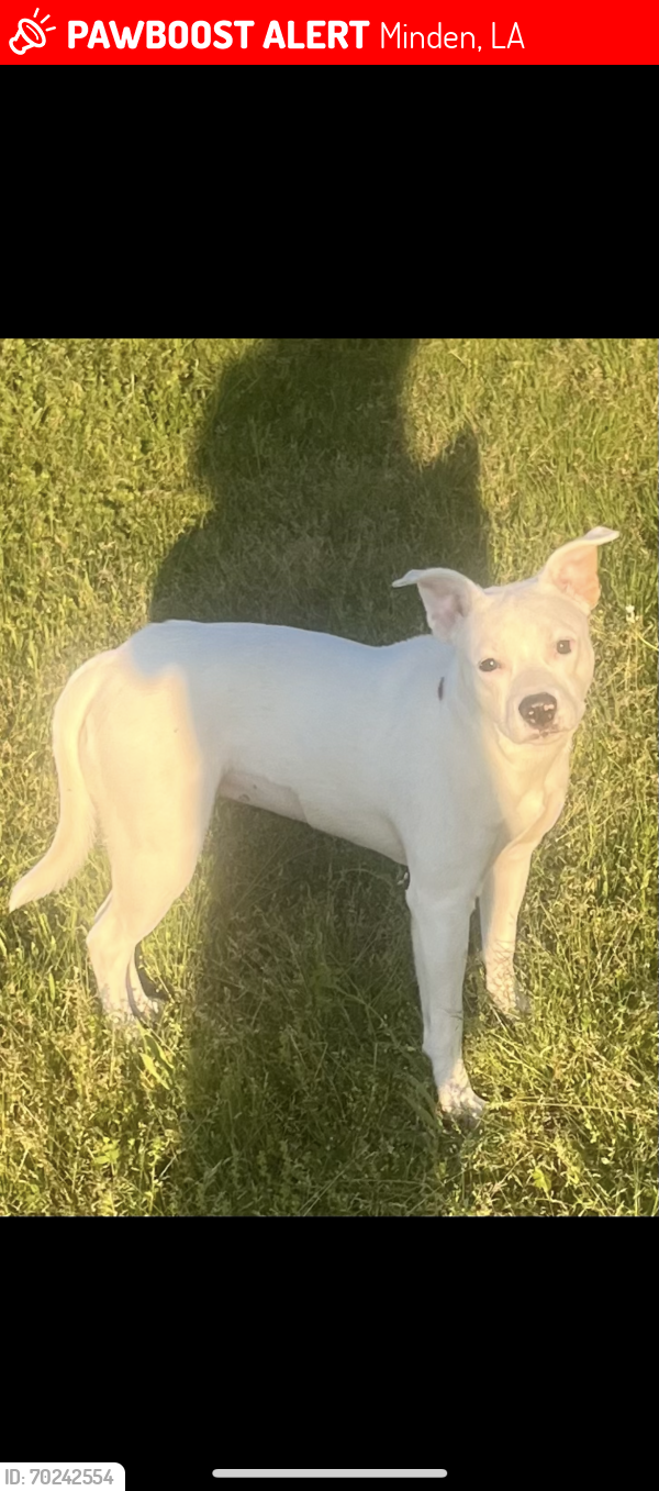 Lost Female Dog last seen Evening Light Tabernacle, Ashley Rd and Hwy 371, Minden, LA 71055