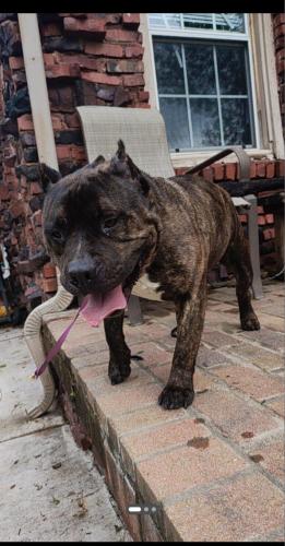 Found/Stray Male Dog last seen 42nd St w ave and 4th , Tulsa, OK 74110
