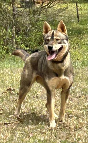 Lost Female Dog last seen Harris Teeter, High Point, NC 27265