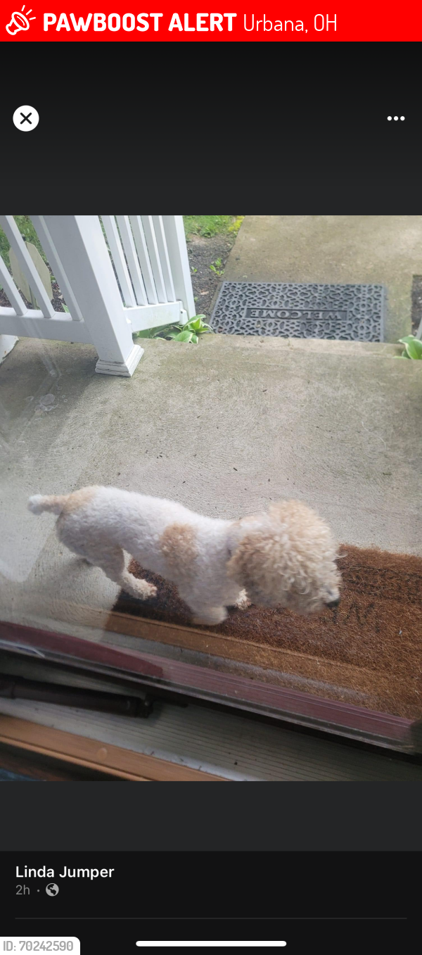 Lost Male Dog last seen New Haven Dr Urbana OH, Urbana, OH 43078