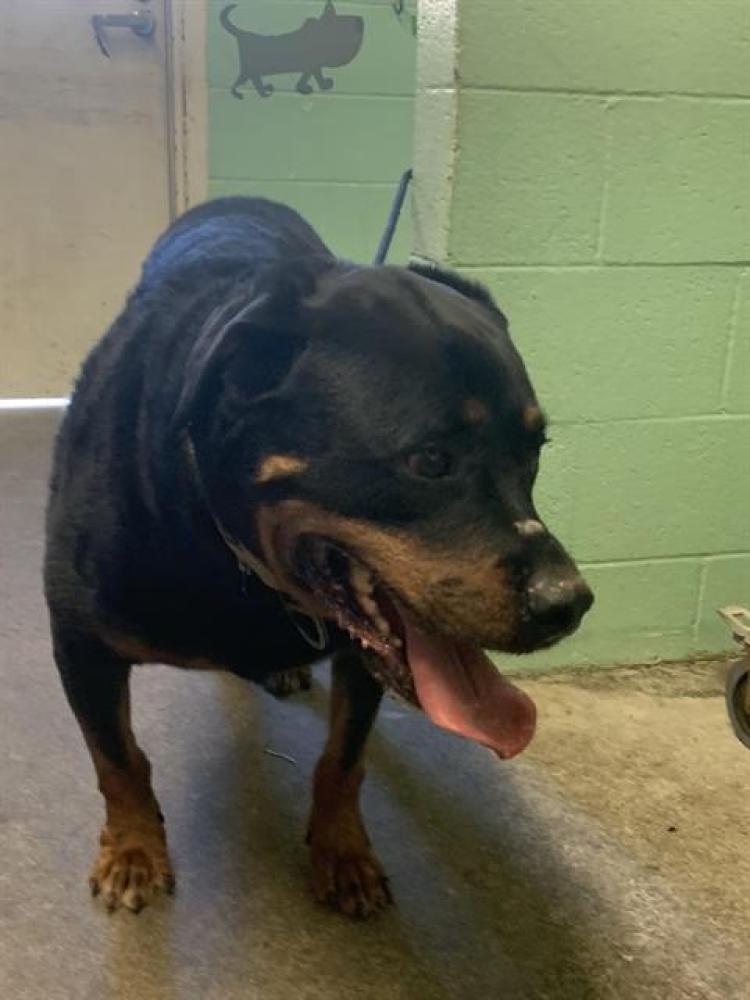 Shelter Stray Male Dog last seen AZEVEDO DR & EL CAMINO BLVD, Sacramento, CA 95818