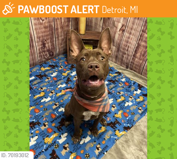Shelter Stray Female Dog last seen Near BLOCK MACKAY ST, DETROIT, MI 48212, Detroit, MI 48211