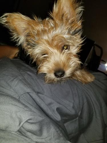 Lost Male Dog last seen Princeton Rd, Liberty Township, OH 45044