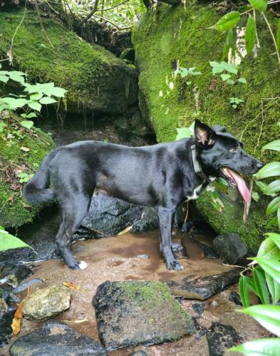Lost Male Dog last seen New Leicester HWY and Evelake Drive, Asheville, NC 28806