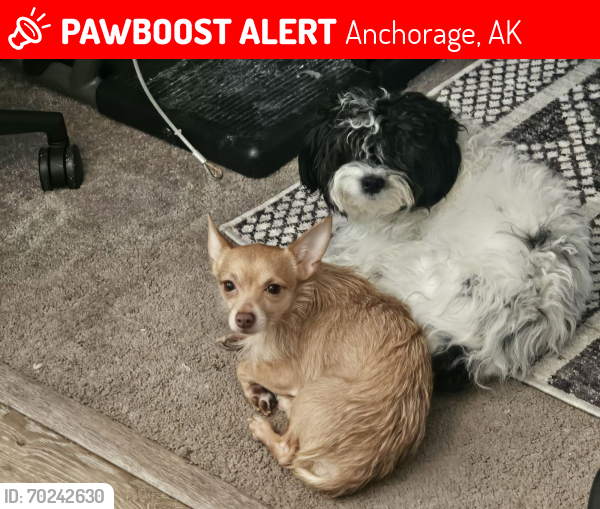Lost Male Dog last seen Muldoon and boundary , Anchorage, AK 99504