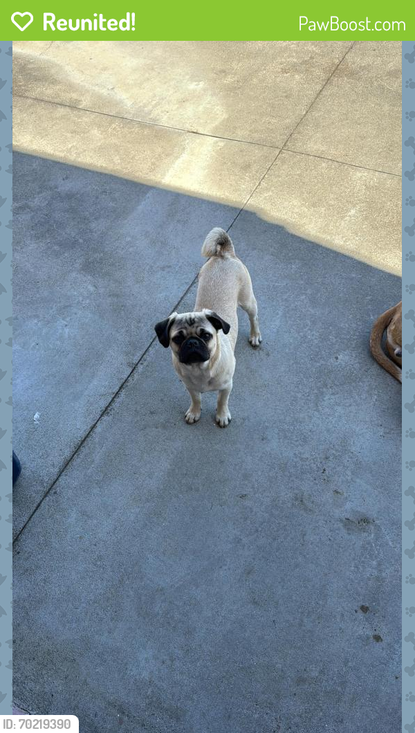 Reunited Male Dog last seen Southgate ave & , Daly City, CA 94015