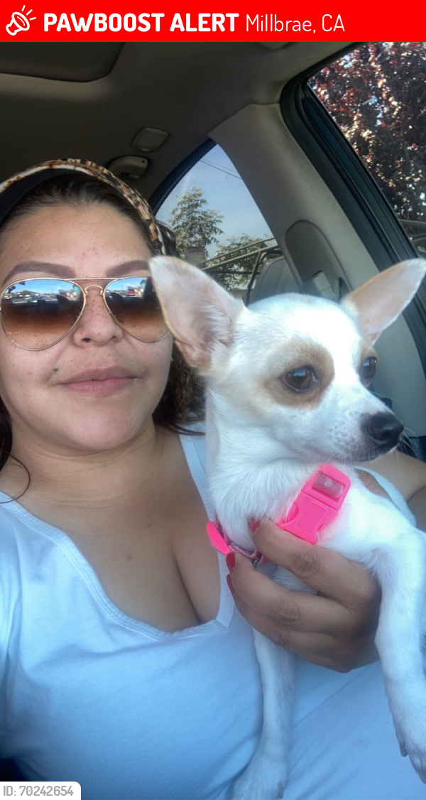 Lost Female Dog last seen Camino real , Millbrae, CA 94030