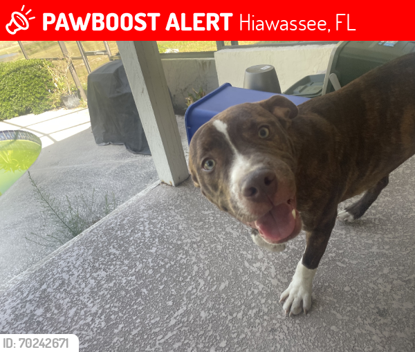 Lost Male Dog last seen Hiawasse, Hiawassee, FL 32818
