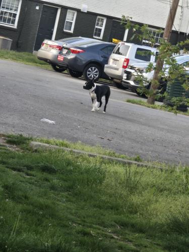Found/Stray Unknown Dog last seen South ashburth rd and Fair Ave , Columbus, OH 43213