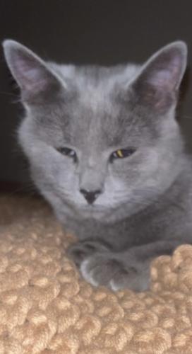 Lost Female Cat last seen Fieldbrook, Mcnairy, Greensboro, NC 27455