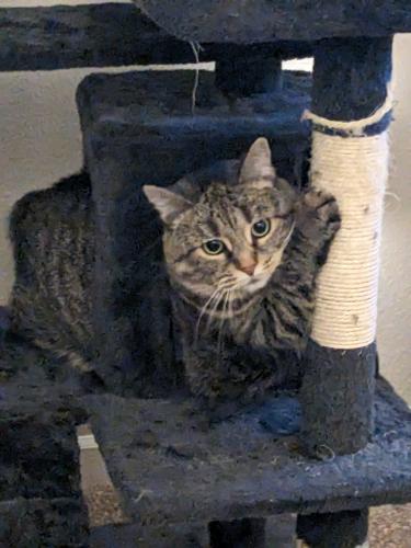 Lost Female Cat last seen Little muddy lane and 52nd st, Lawrence, IN 46235