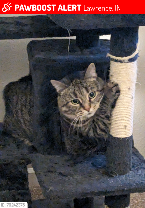 Lost Female Cat last seen Little muddy lane and 52nd st, Lawrence, IN 46235