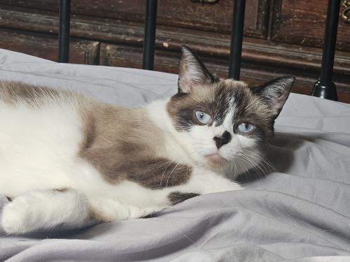Lost Female Cat last seen Marsdale and Aurora drive , Buffalo, NY 14215