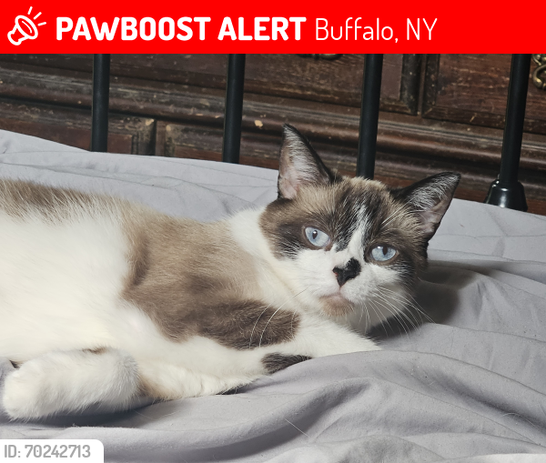 Lost Female Cat last seen Marsdale and Aurora drive , Buffalo, NY 14215