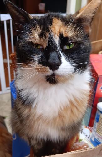Lost Female Cat last seen In the area of goose island, Wilkes-Barre, PA 18702