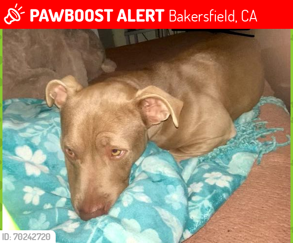 Lost Male Dog last seen Near 1/2 Hale St 93311, Bakersfield, CA 93307