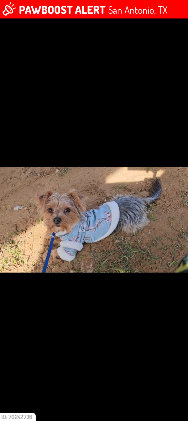Lost Male Dog last seen Zarzamora and southcross , San Antonio, TX 78211