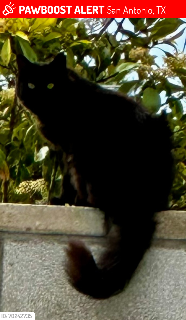 Deceased Female Cat last seen Terrell Heights, San Antonio, TX 78209